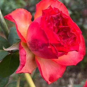 Red Coral Rose for sale丨Your roses