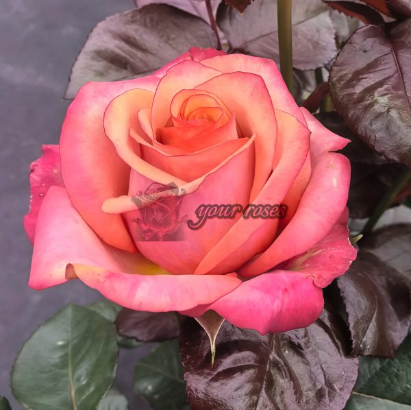 Red Wine Rose for sale丨Your roses