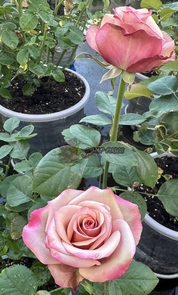 Red Wine Rose丨Your roses
