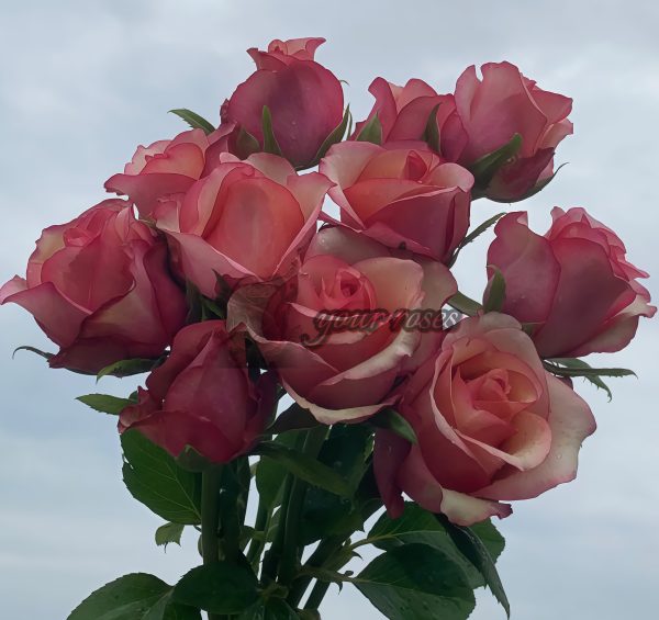 Red Wine Rose plant丨Your roses