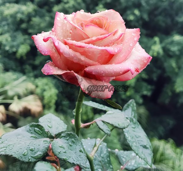Red Wine Rose丨Your roses