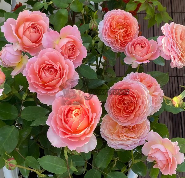 Romantic Antike Rose丨Your roses