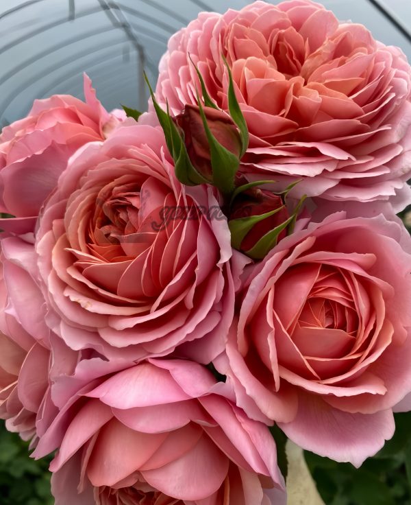 Romantic Antike Rose丨Your roses