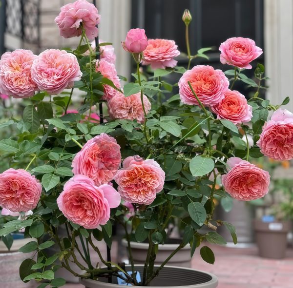 Romantic Antike Rose丨Your roses