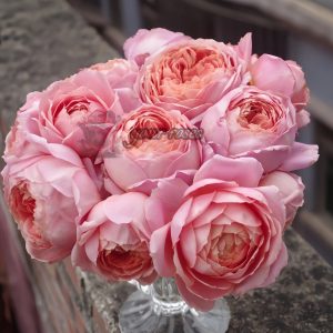 Romantic Antike Rose for sale丨Your roses