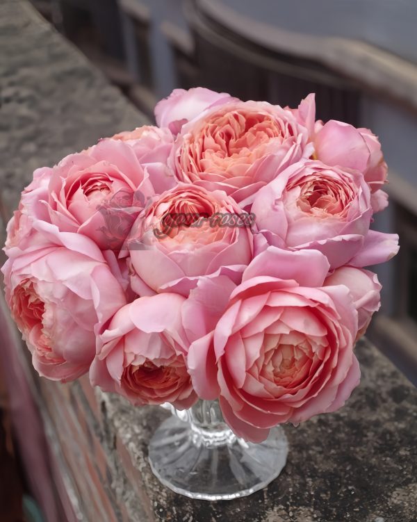 Romantic Antike Rose for sale丨Your roses