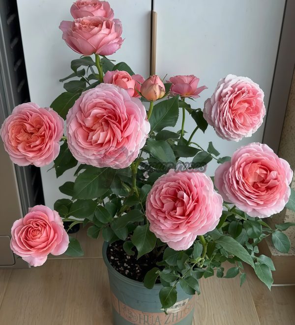 Romantic Antike Rose plant丨Your roses
