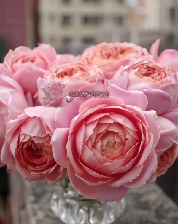 Romantic Antike Rose丨Your roses