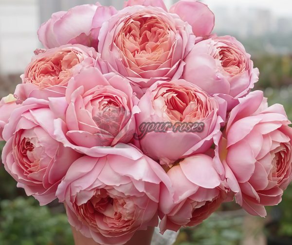 Romantic Antike Rose丨Your roses