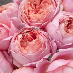 Romantic Antike Rose for sale丨Your roses