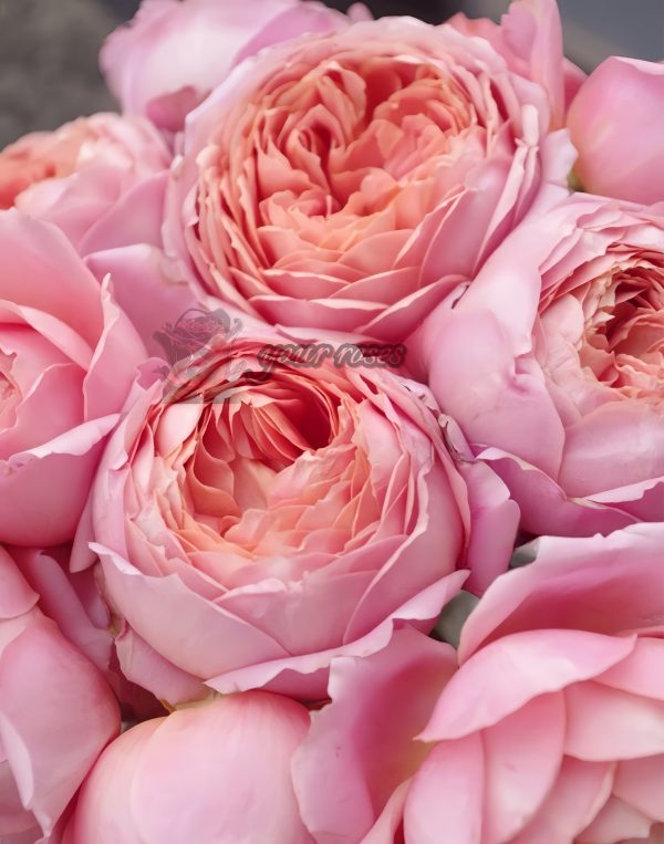 Romantic Antike Rose plant丨Your roses
