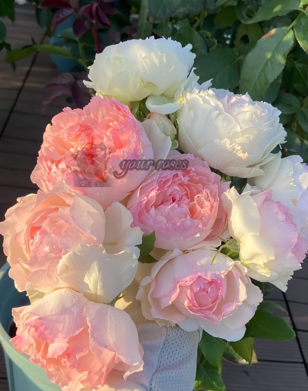 Rose m perzik Rose丨Your roses