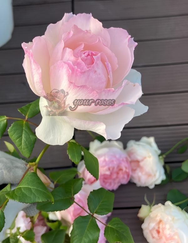Rose m perzik Rose for sale丨Your roses