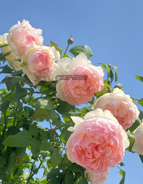 Rose m perzik Rose丨Your roses