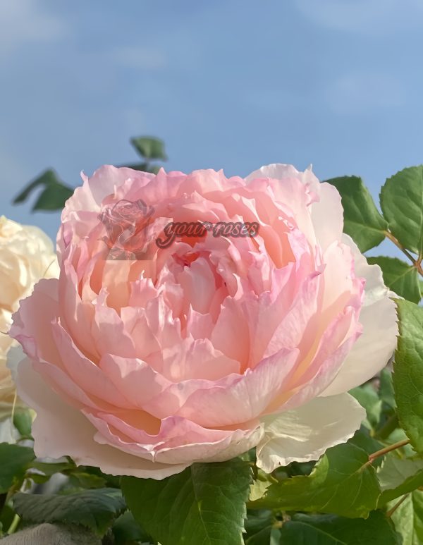 Rose m perzik Rose丨Your roses