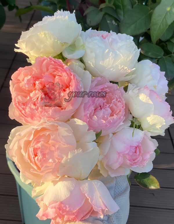 Rose m perzik Rose plant丨Your roses