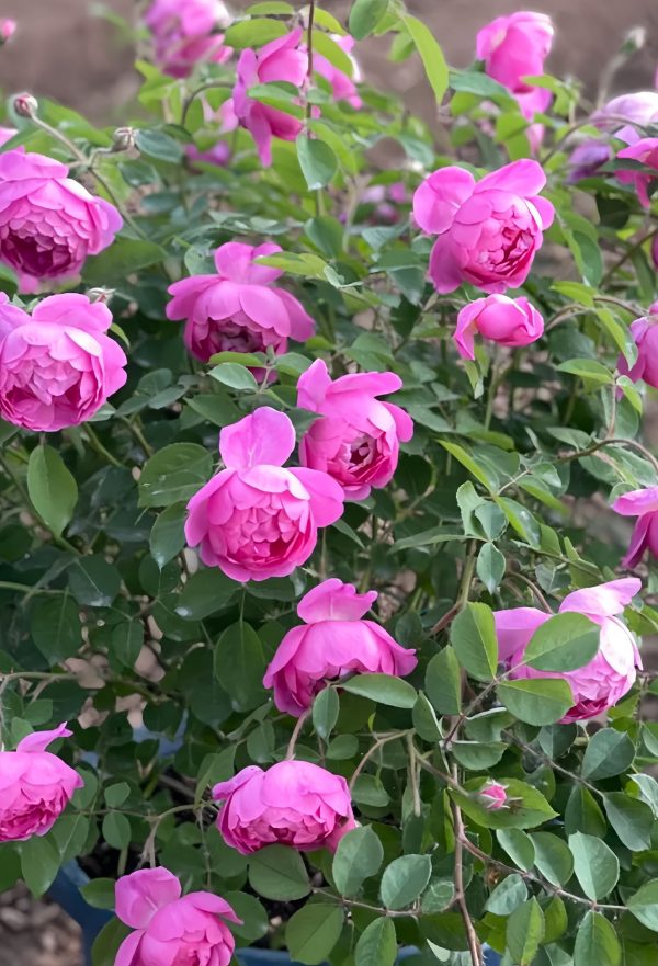 Royal Jubilee Rose plant 丨Your roses