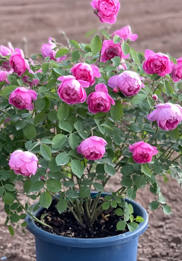 Royal Jubilee Rose 丨Your roses