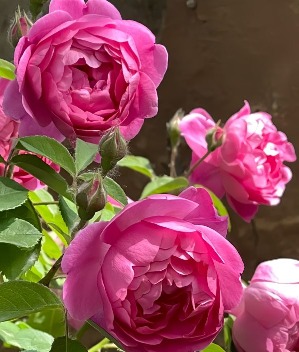 Royal Jubilee Rose for sale 丨Your roses