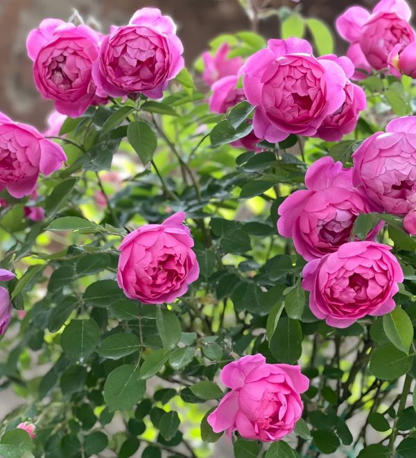 Royal Jubilee Rose 丨Your roses