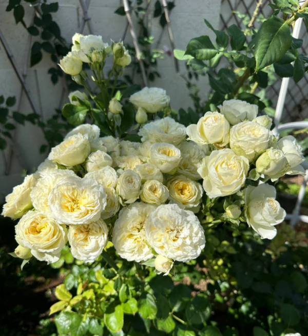 Royal Park Rose for sale丨Your roses
