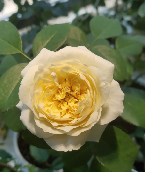 Royal Park Rose丨Your roses