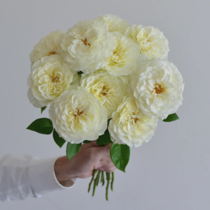 Royal Park Rose plant丨Your roses