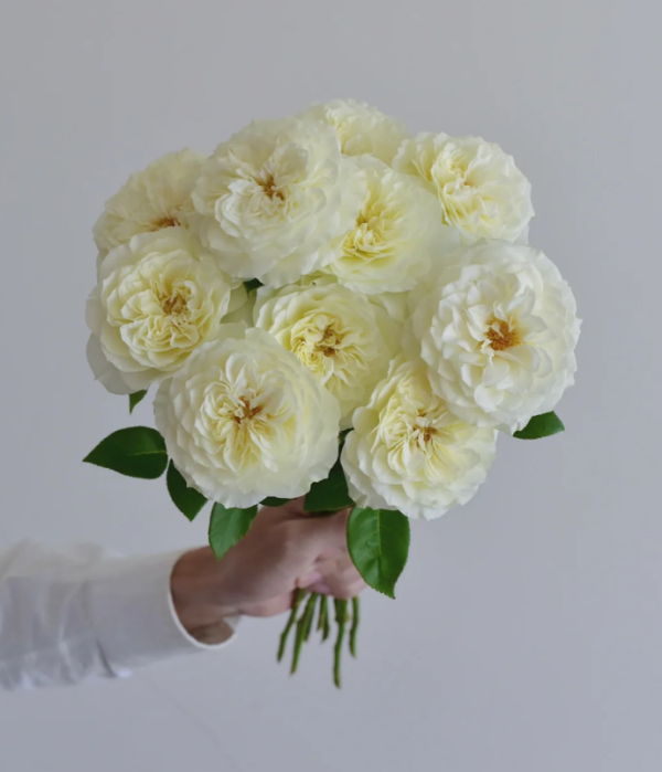 Royal Park Rose plant丨Your roses