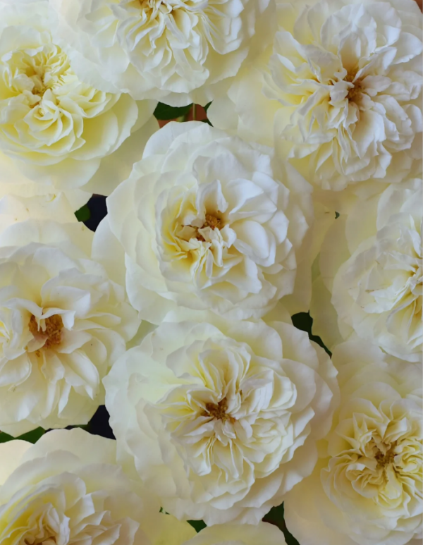 Royal Park Rose丨Your roses