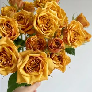 Saffron Smile Rose for sale丨Your roses