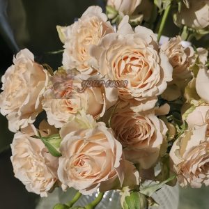 Saraha sensation Rose丨Your roses
