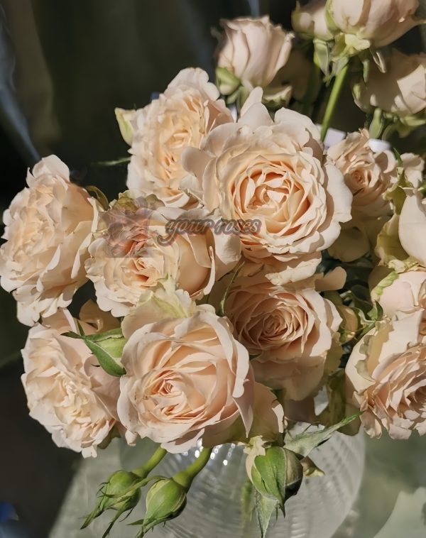 Saraha sensation Rose丨Your roses
