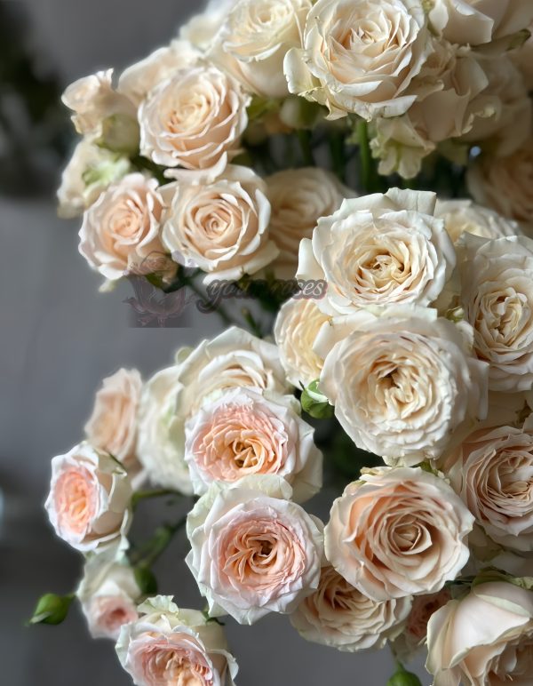 Saraha sensation Rose丨Your roses