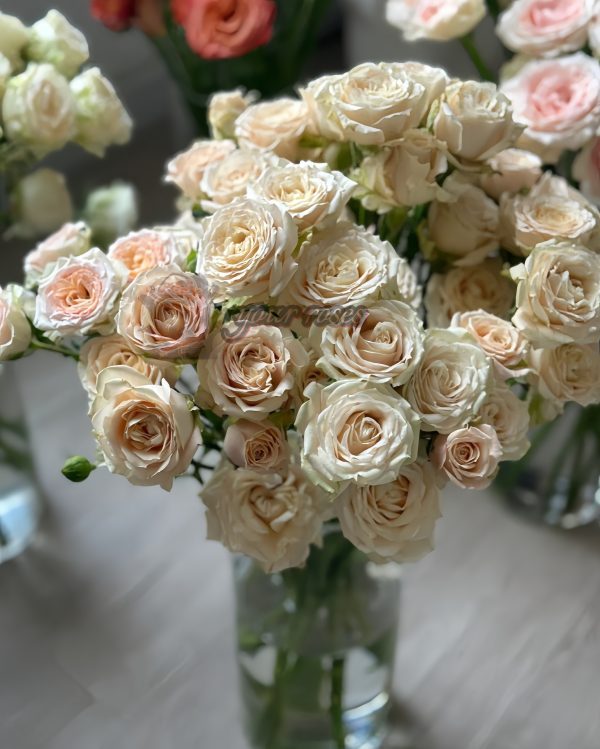Saraha sensation Rose plant丨Your roses