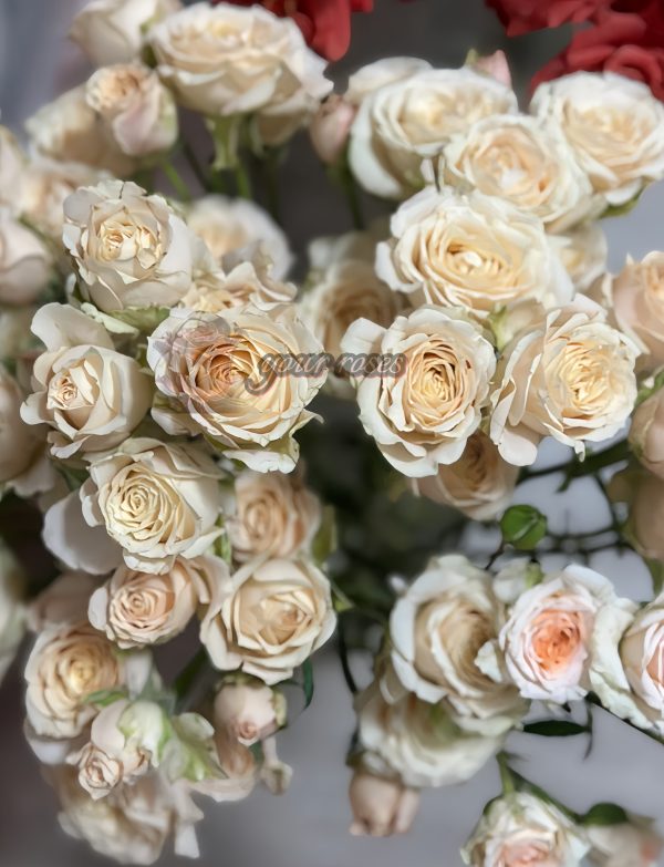 Saraha sensation Rose丨Your roses