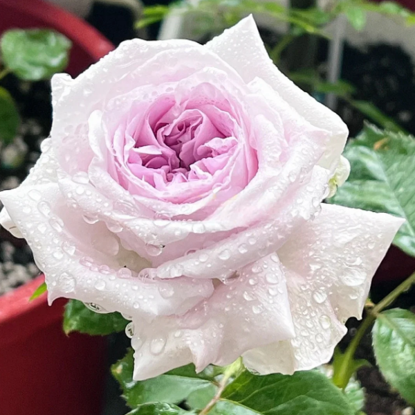 Shades of grey Rose for sale丨Your roses