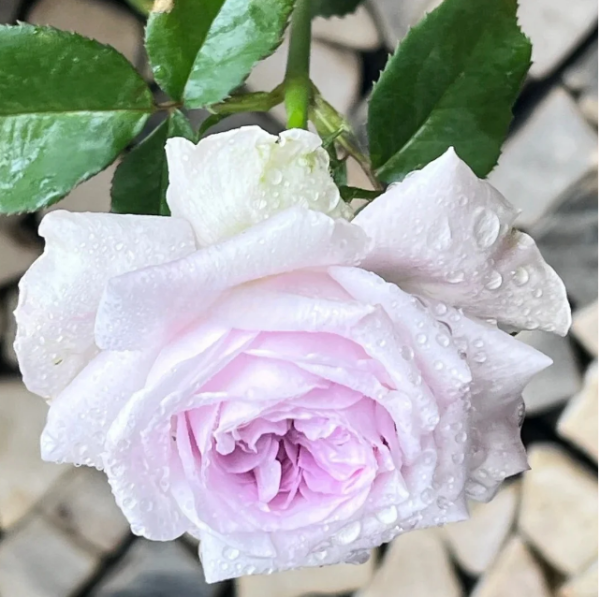 Shades of grey Rose丨Your roses