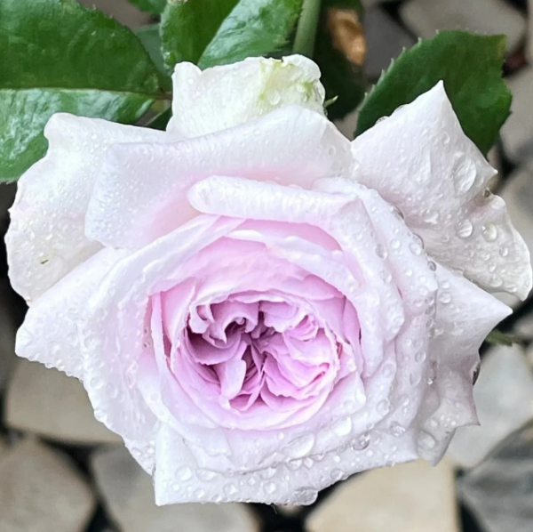 Shades of grey Rose丨Your roses