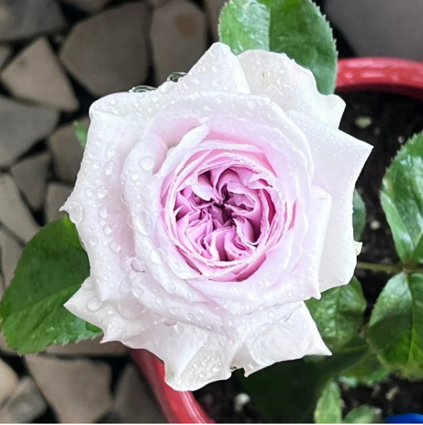 Shades of grey Rose plant丨Your roses