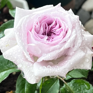 Shades of grey Rose丨Your roses