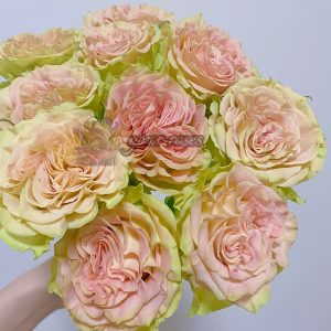 Shangguan Waner Rose丨Your roses
