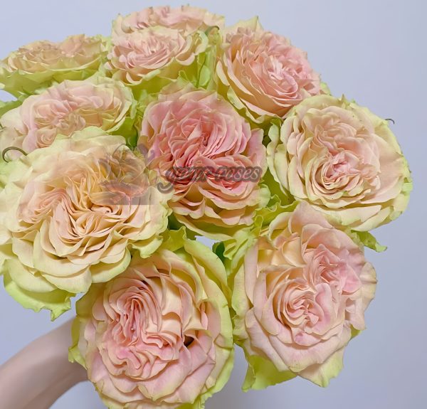 Shangguan Waner Rose丨Your roses