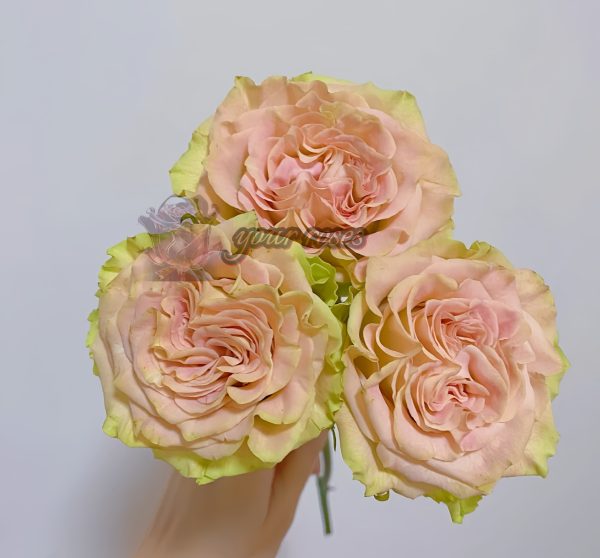Shangguan Waner Rose for sale丨Your roses