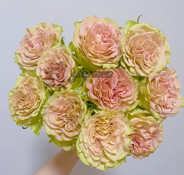 Shangguan Waner Rose丨Your roses