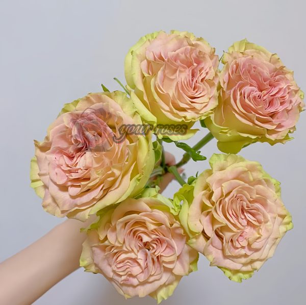 Shangguan Waner Rose丨Your roses