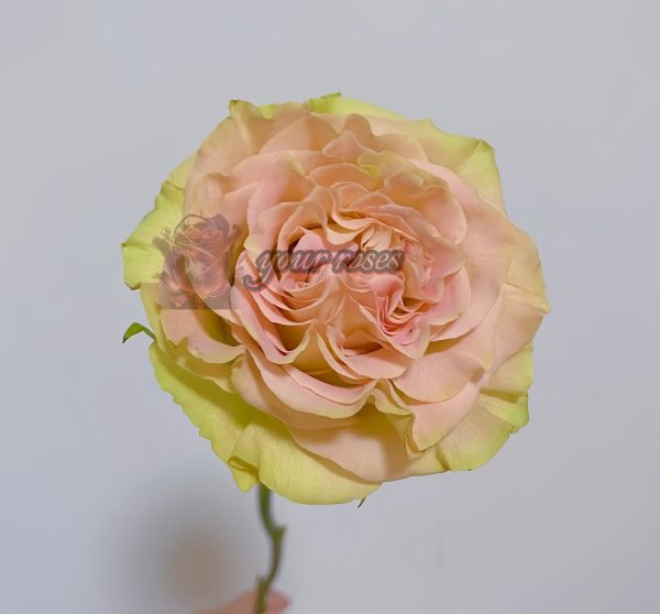 Shangguan Waner Rose plant丨Your roses