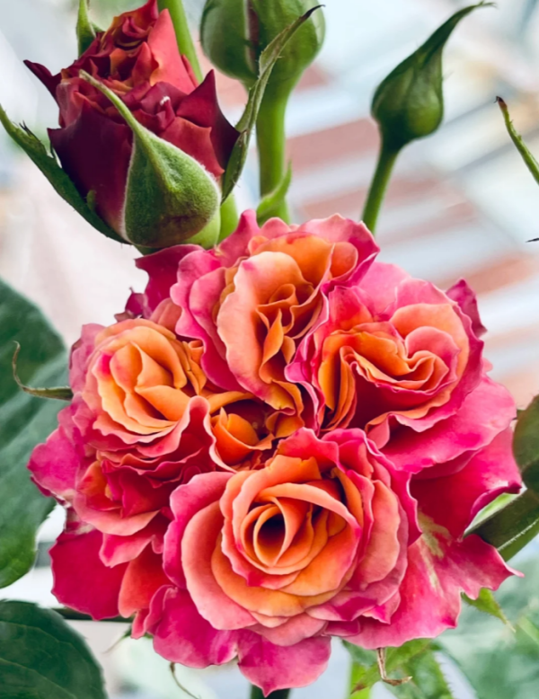 Shanghai Girl Rose丨Your roses