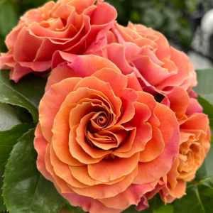Shanghai Girl Rose丨Your roses