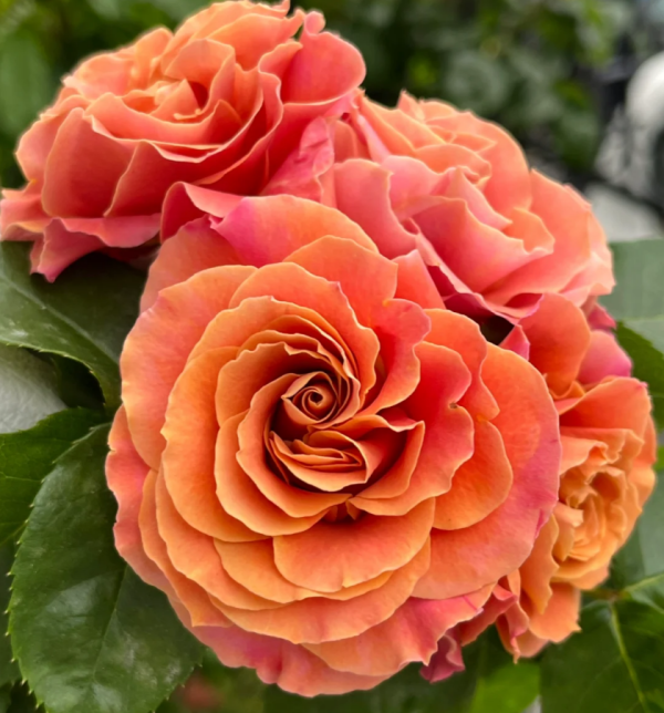 Shanghai Girl Rose丨Your roses