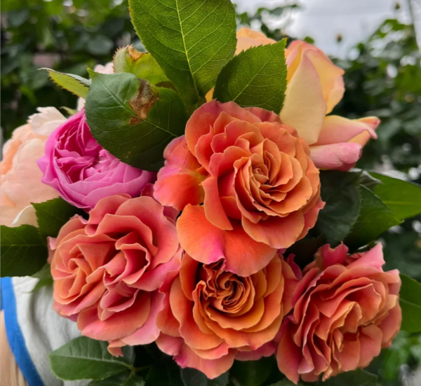 Shanghai Girl Rose丨Your roses